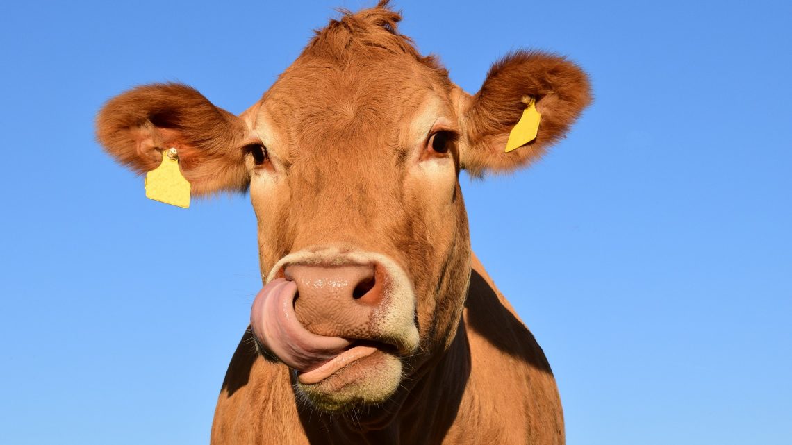 Waarom zijn de boeren van Nederland zo boos?